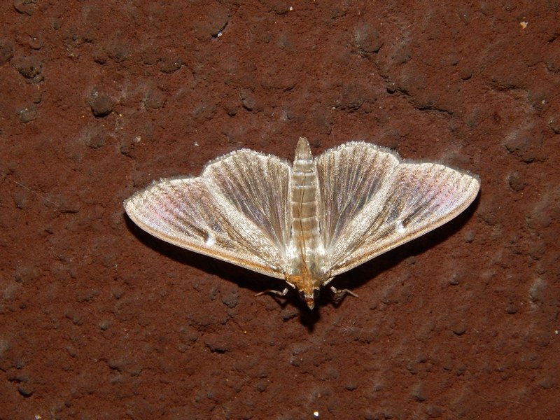 Noctuidae di stasera da confermare